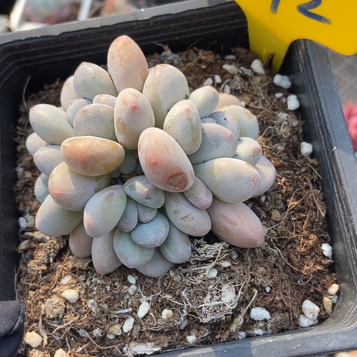 792香水多肉植物保护