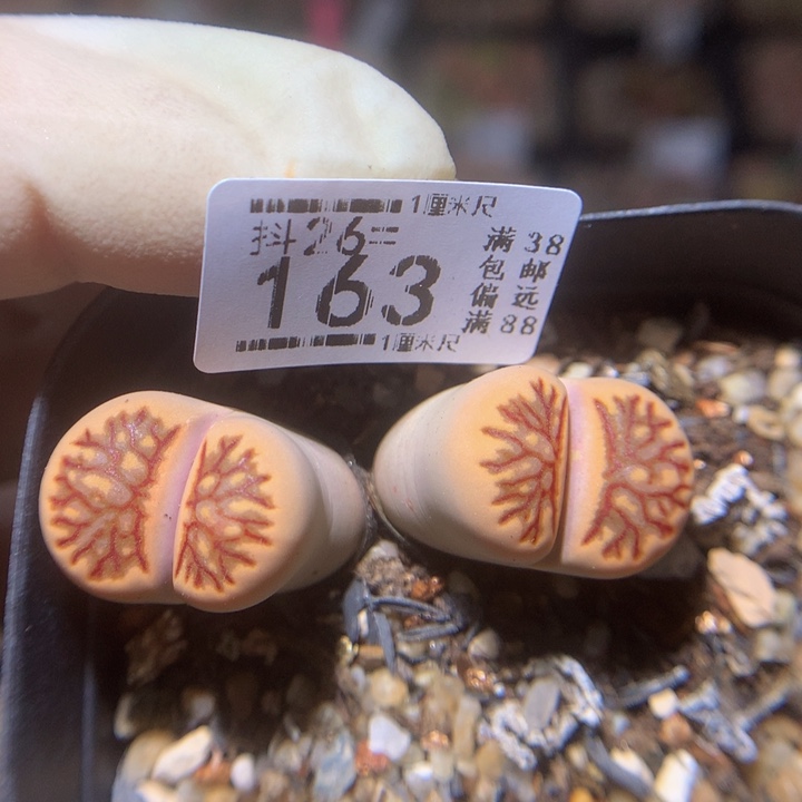 精品生石花26.163