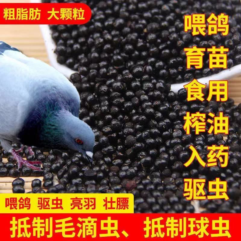 甘肃正宗农户种植榨油育苗喂鸽子大红袍新花椒籽原产地农村发货