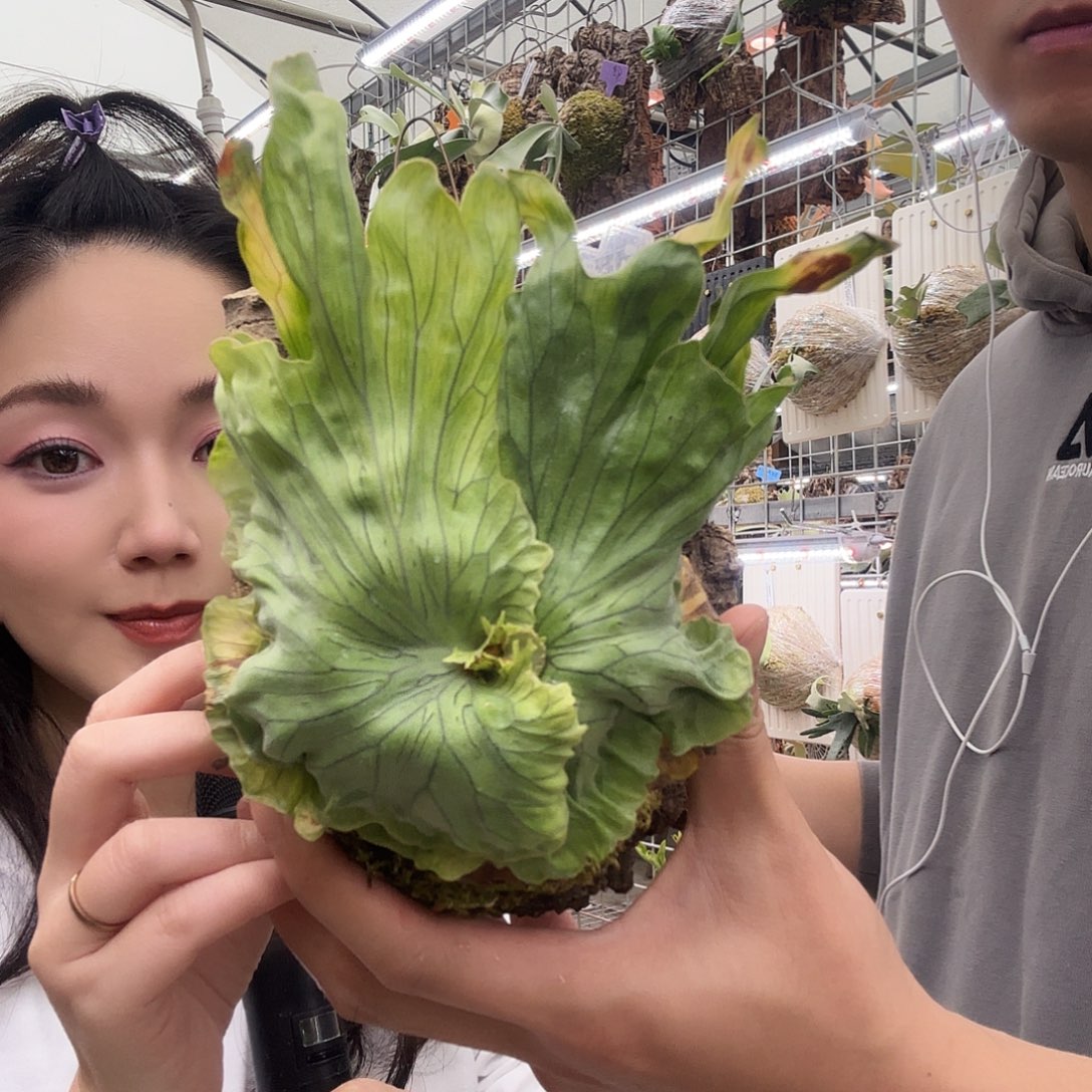 无花朵侏儒卷叶女王鹿角蕨