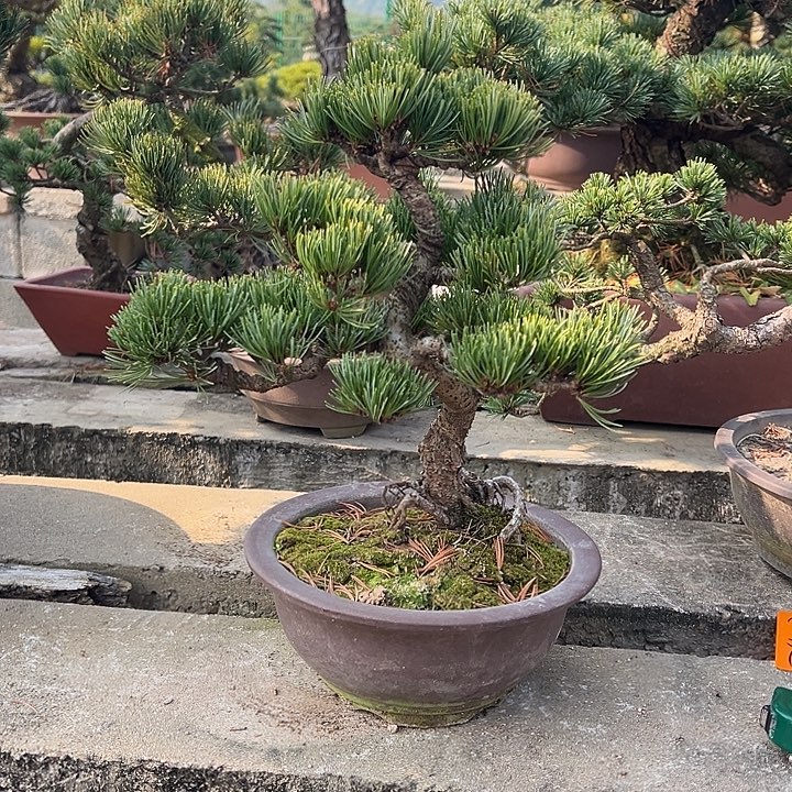 柳***明无花朵宫岛大阪松