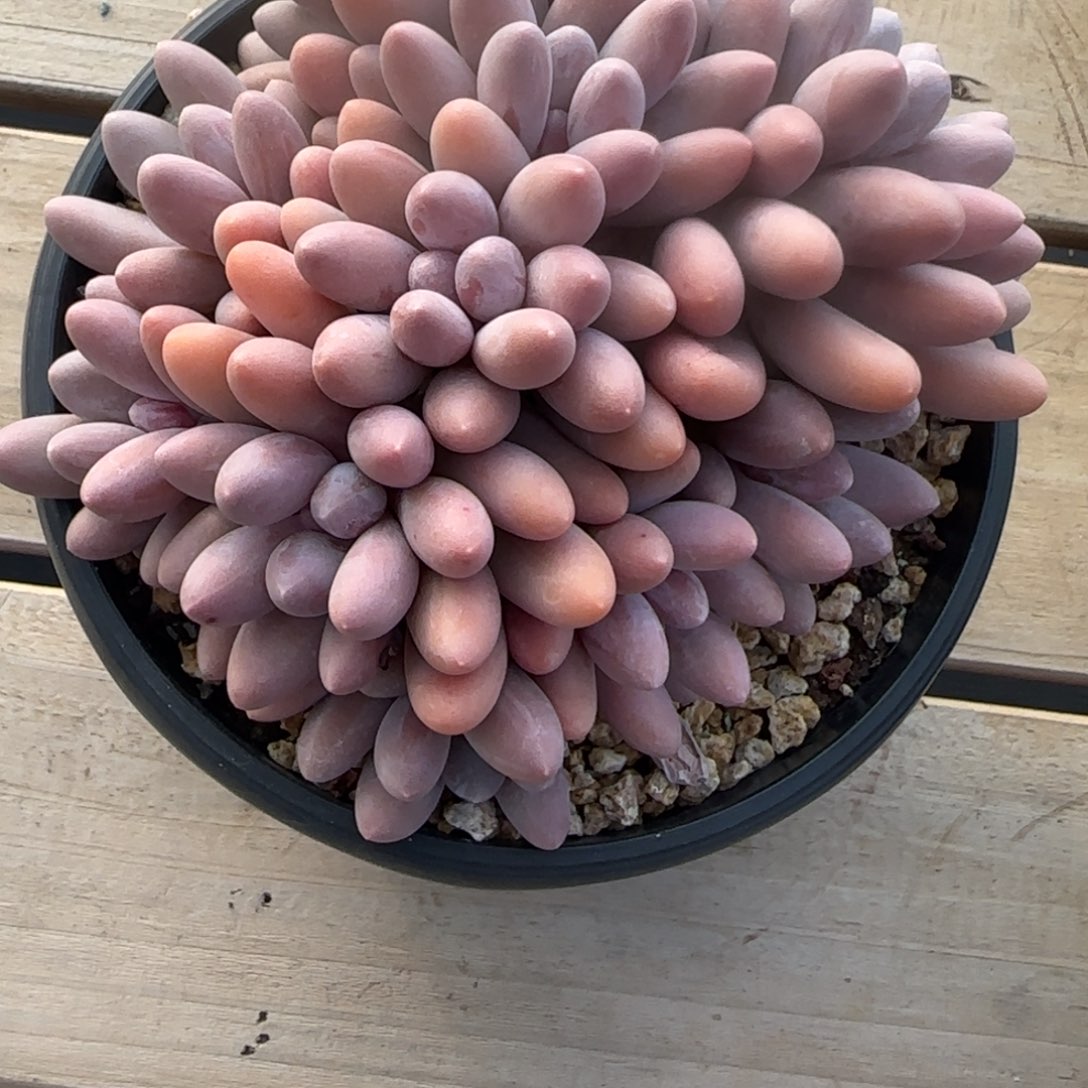 依***依多肉植物汤圆系列