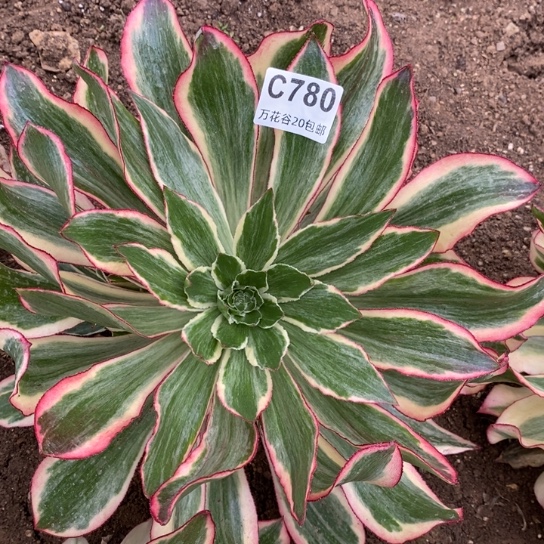 780魅影多肉植物