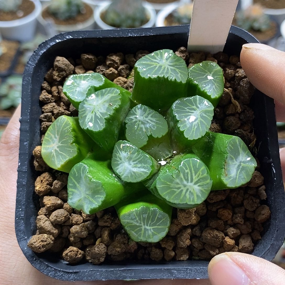 128美纹哈哈哈哈哈