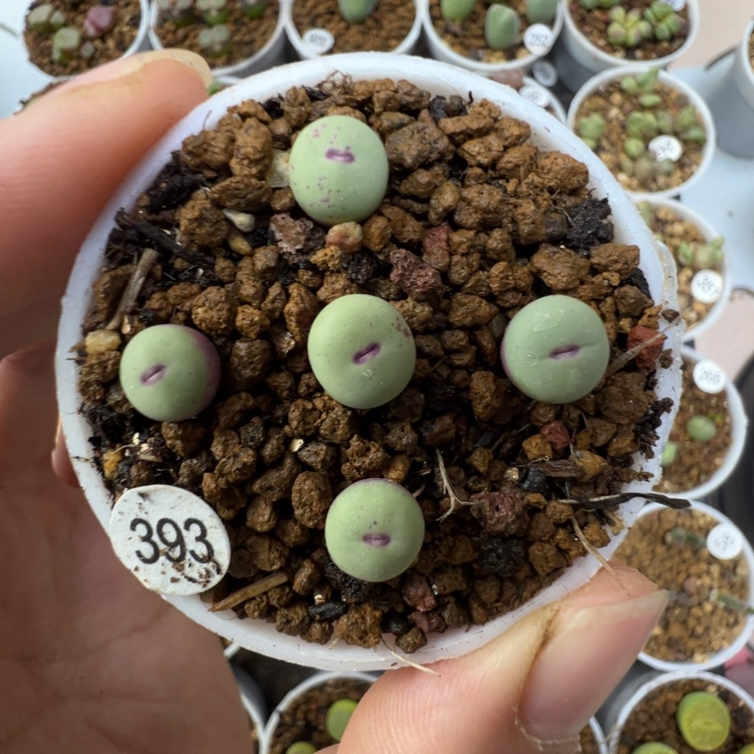 优选中嘴一颗脱土3930000