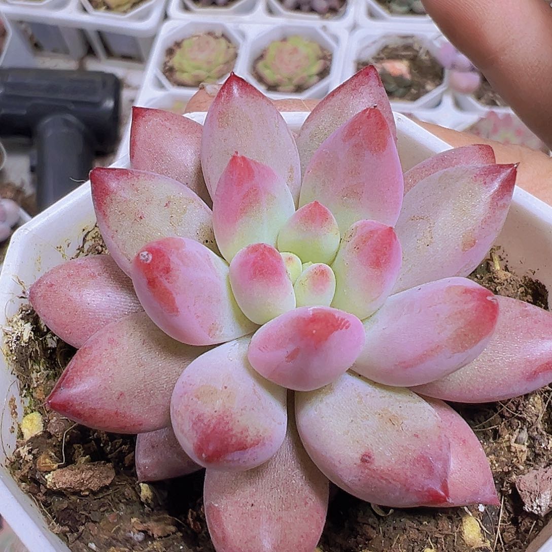 正版金鱼姬19包邮多肉植物