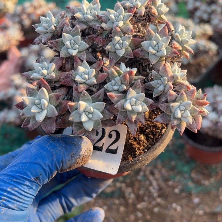 ༄***࿐422号白菊多肉植物