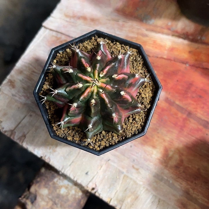 乐**皮仙人球好好看好漂亮50