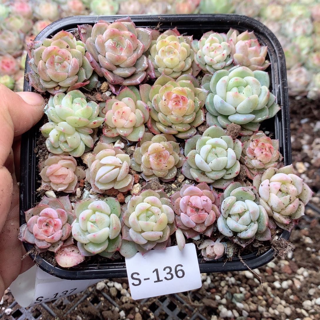无花朵S136英语英语