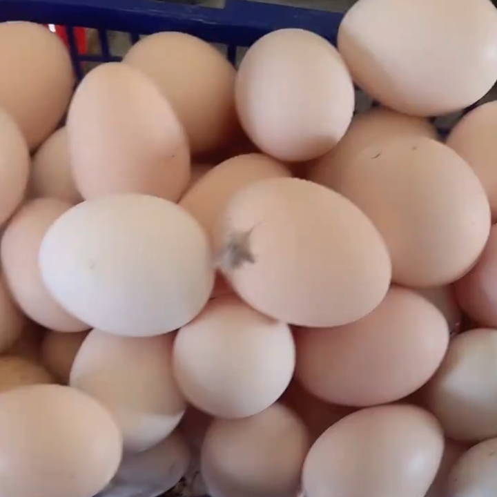 农家散养新鲜营养土鸡蛋5斤体验装（贵在包装和运费）