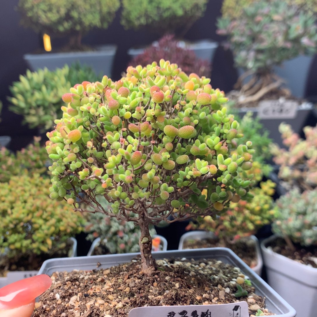 301蜜橘糖球       