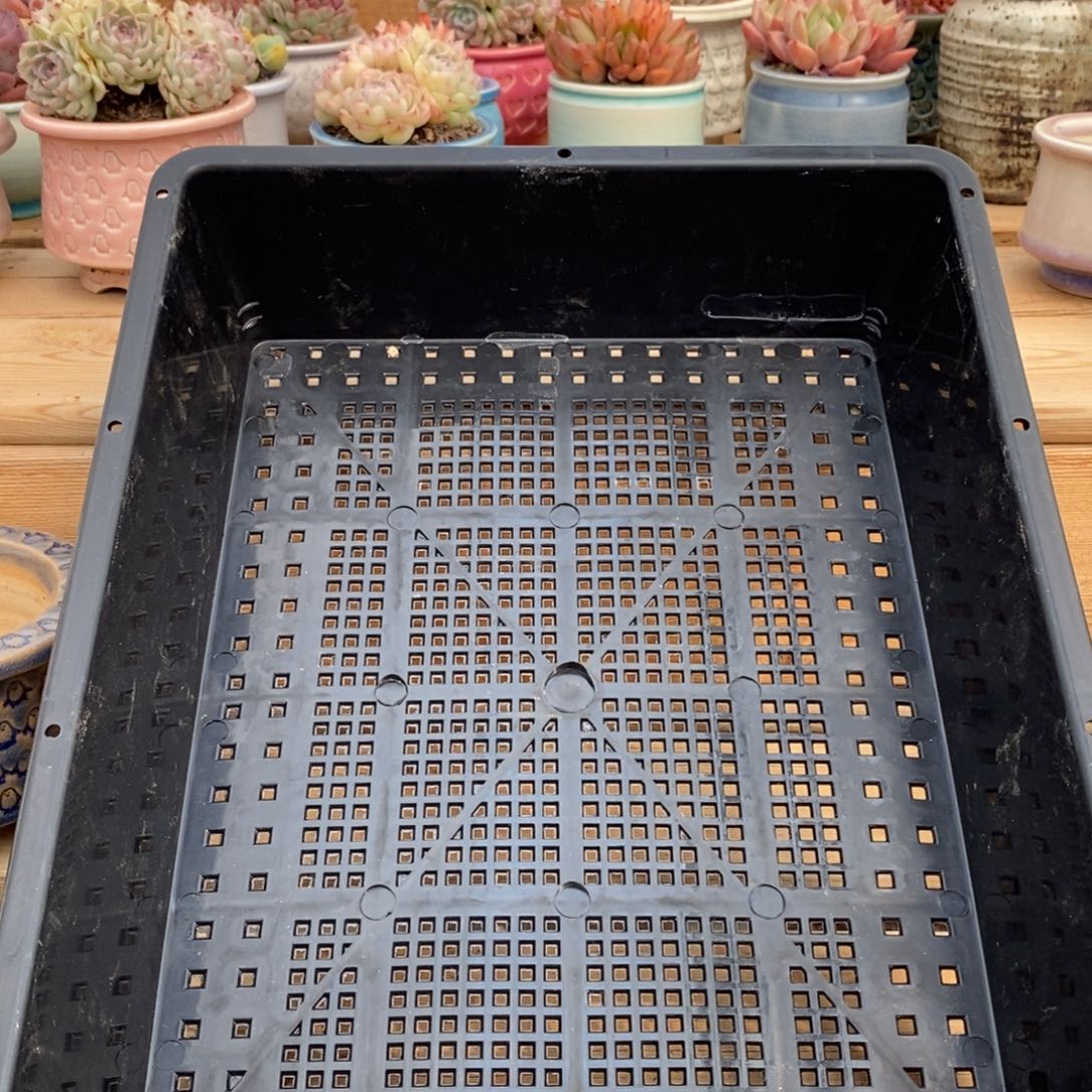 一物一拍精品框拍多肉_