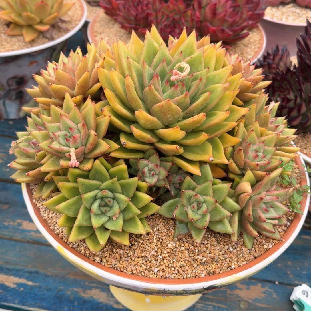 从前慢多肉精选编号0215.凯恩