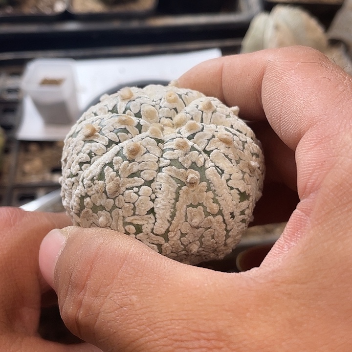 仙人球528号球兜球