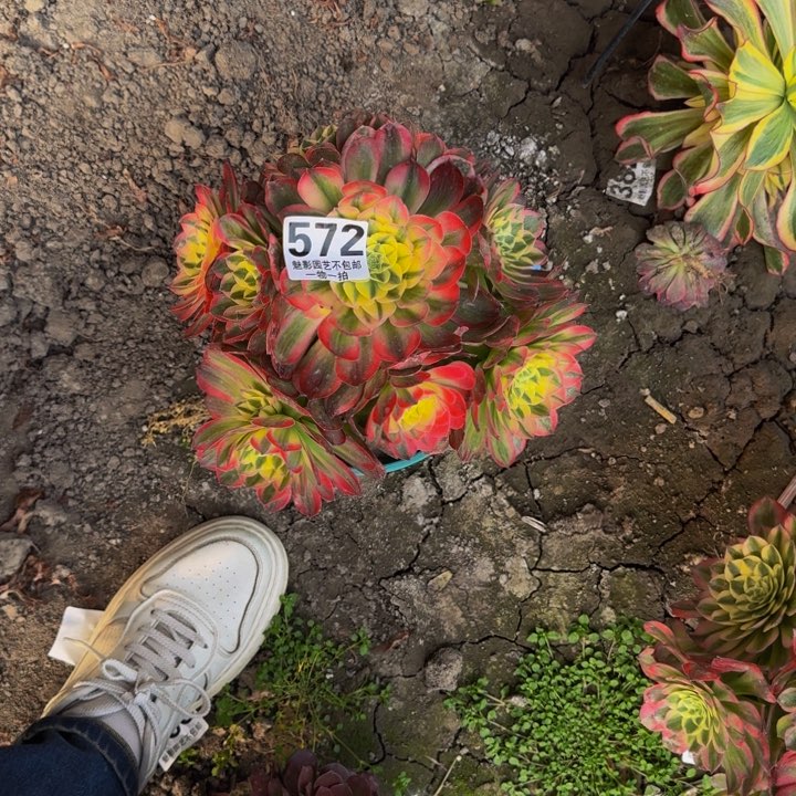 海王花27-15包邮花花