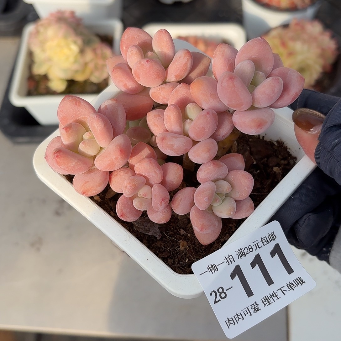 红洛神无盆无发货