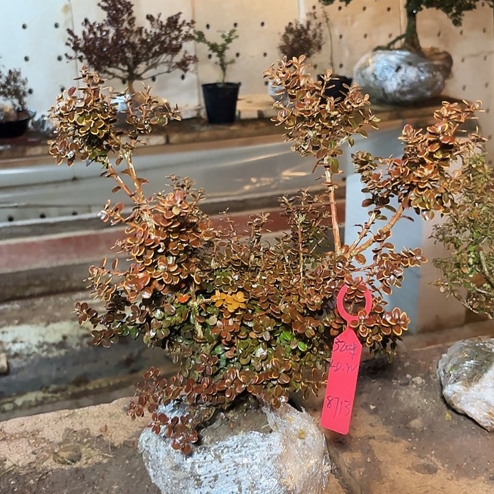 无花朵安徽珍珠黄杨