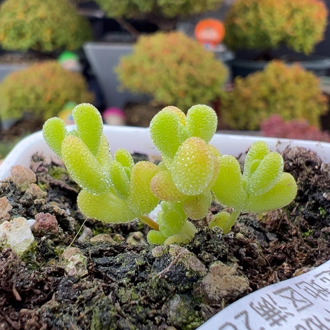 dy5641小可爱黄金莱斯冠幅2.5cm