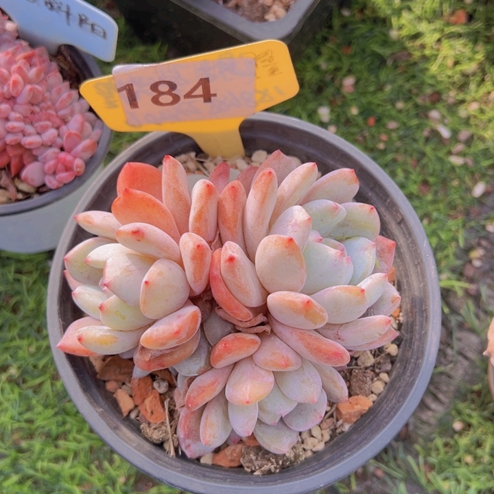 健健康康平平安安