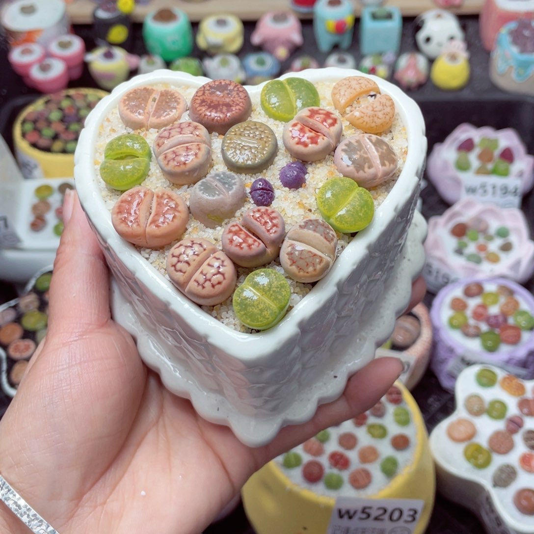 w5205 带盆土发货-零下地区拍保温箱