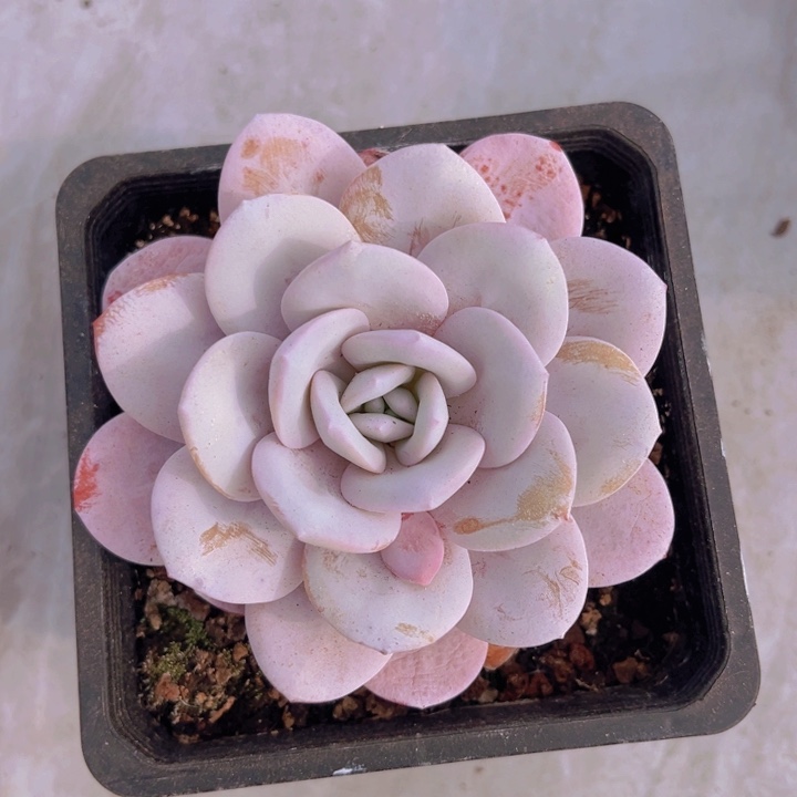 健健康康平平安安