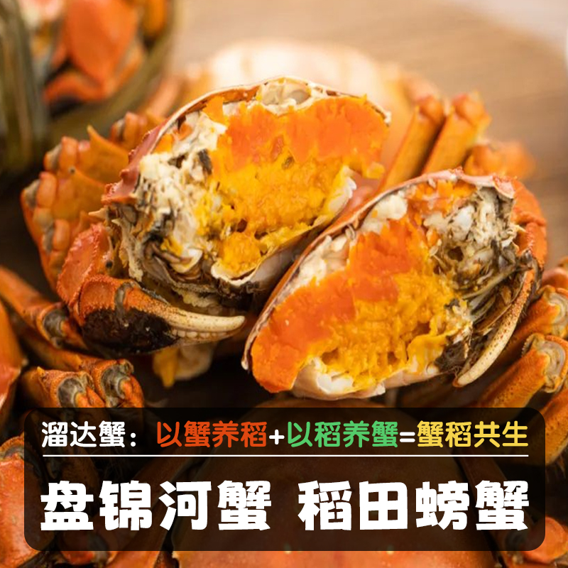 【活蟹】盘锦河蟹 0.8-1两  全母蟹30只 家庭装 顺丰发货