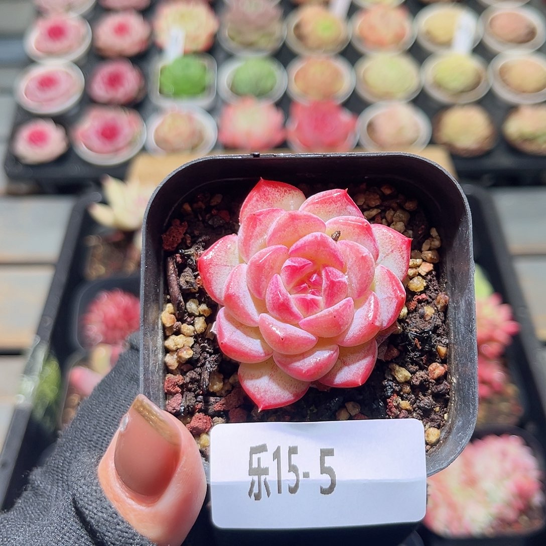 乐15-5 白桃单头 