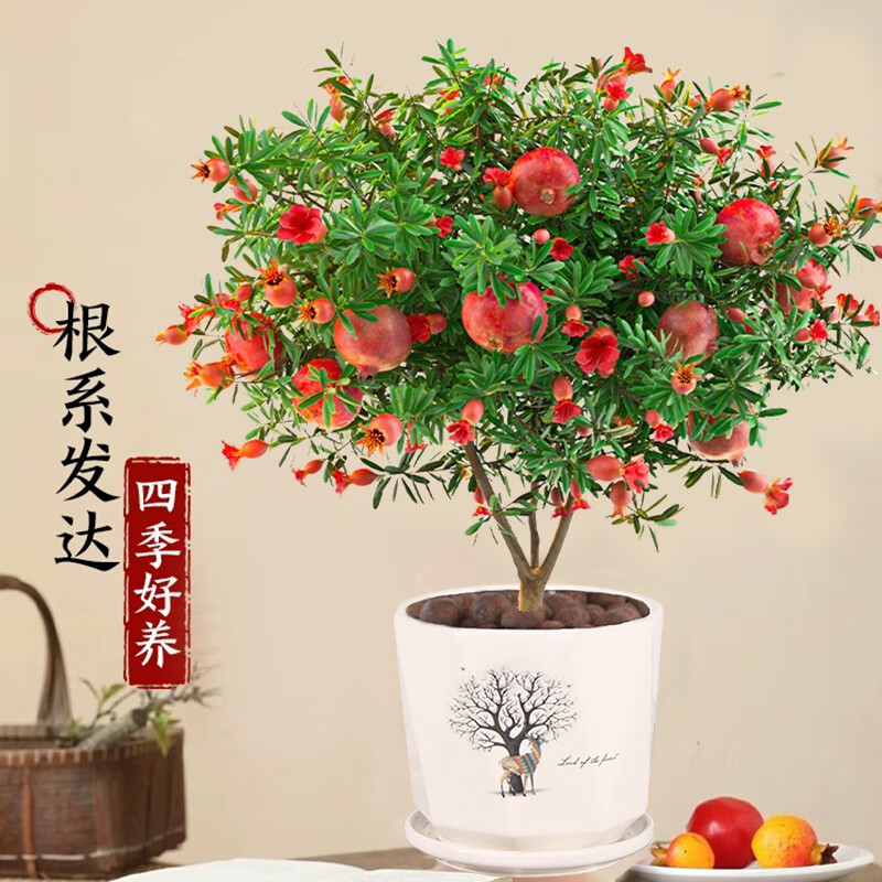 灵枫莱石榴花苗盆栽带花发货可食用室内花卉绿植