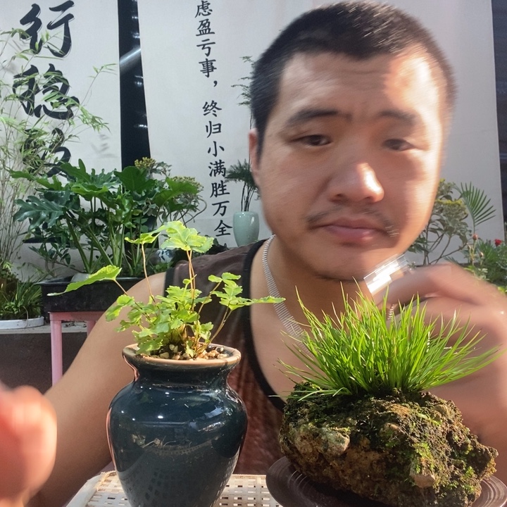 以实际为准盆栽盆景绿植68