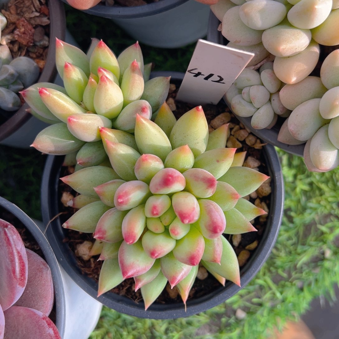 ?*拉香玉等多种名贵的产品和服务