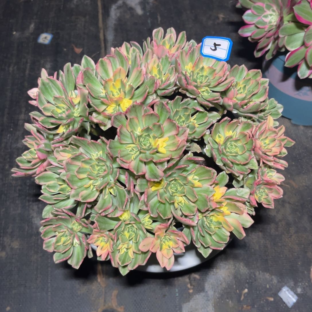 5号精品法师甜茶锦