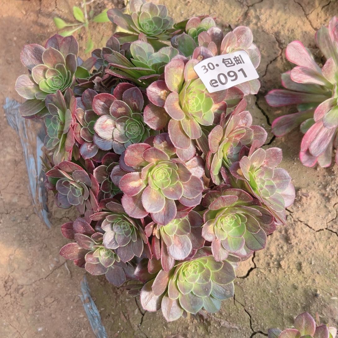 091母本砍头花月夜多肉法师