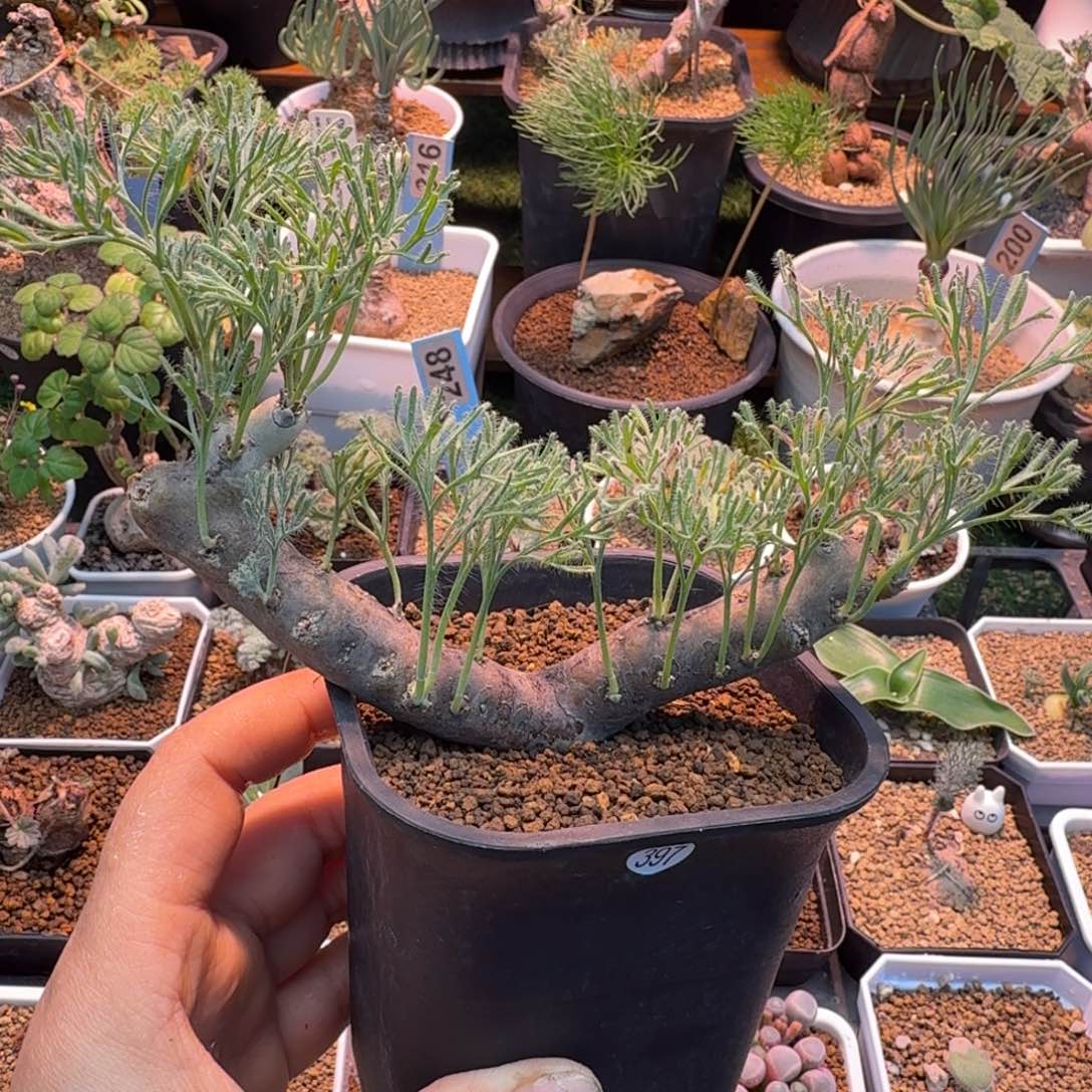 黑皮月界397 仙人掌