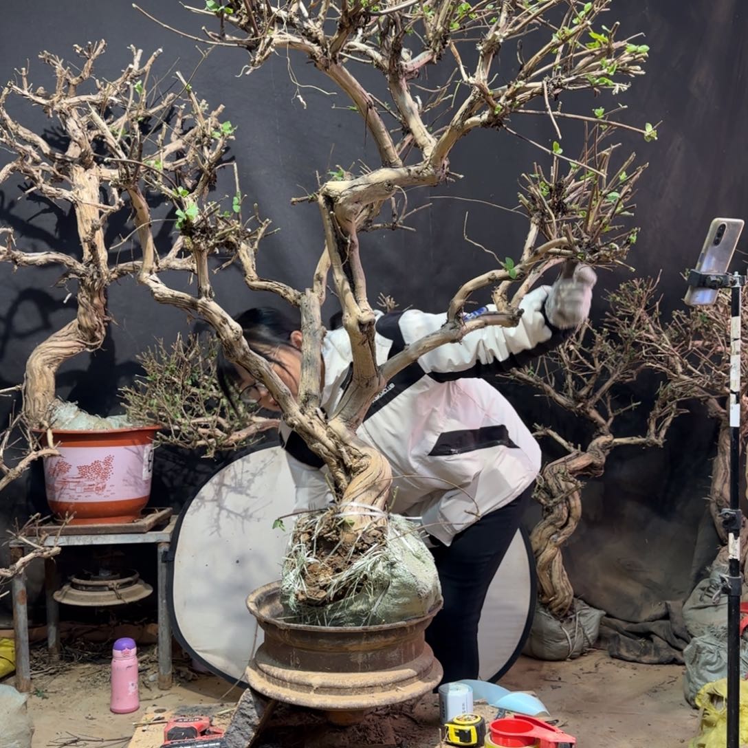 冰***梨金银花金银花金银花