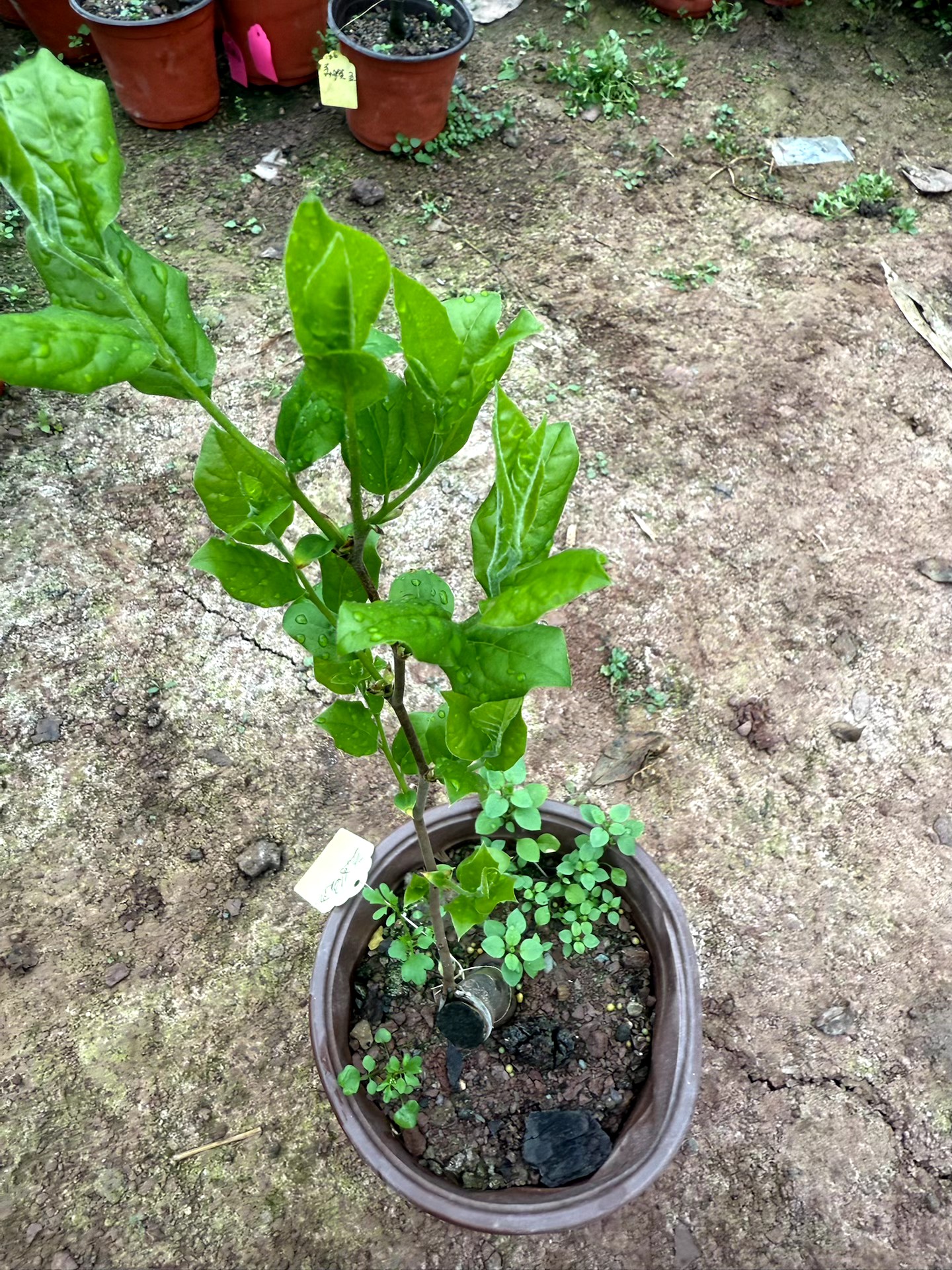 老鸭柿金弹子嫁接苗子直播专用一物一拍老鸦柿