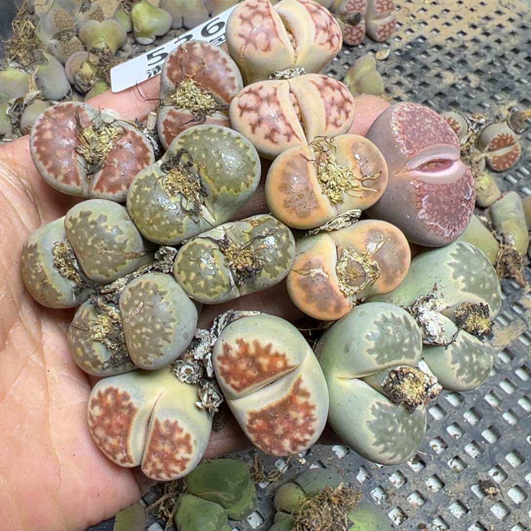 【闪购商品】 536。     