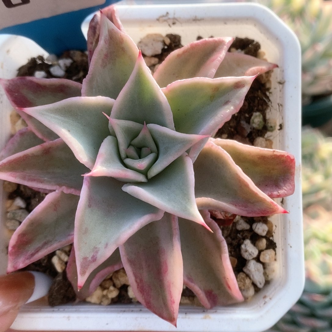 071饺子皮锦锦锦锦锦锦