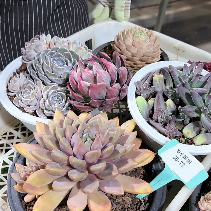 26.73一筐多肉植物