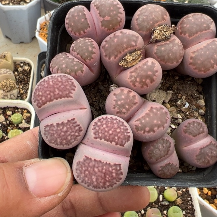 紫丽非常非常好看