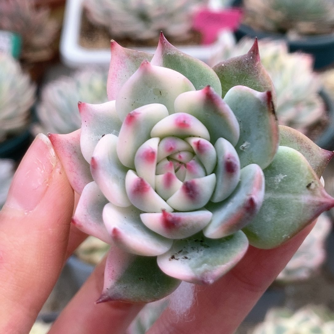 212锦锦锦锦锦锦锦