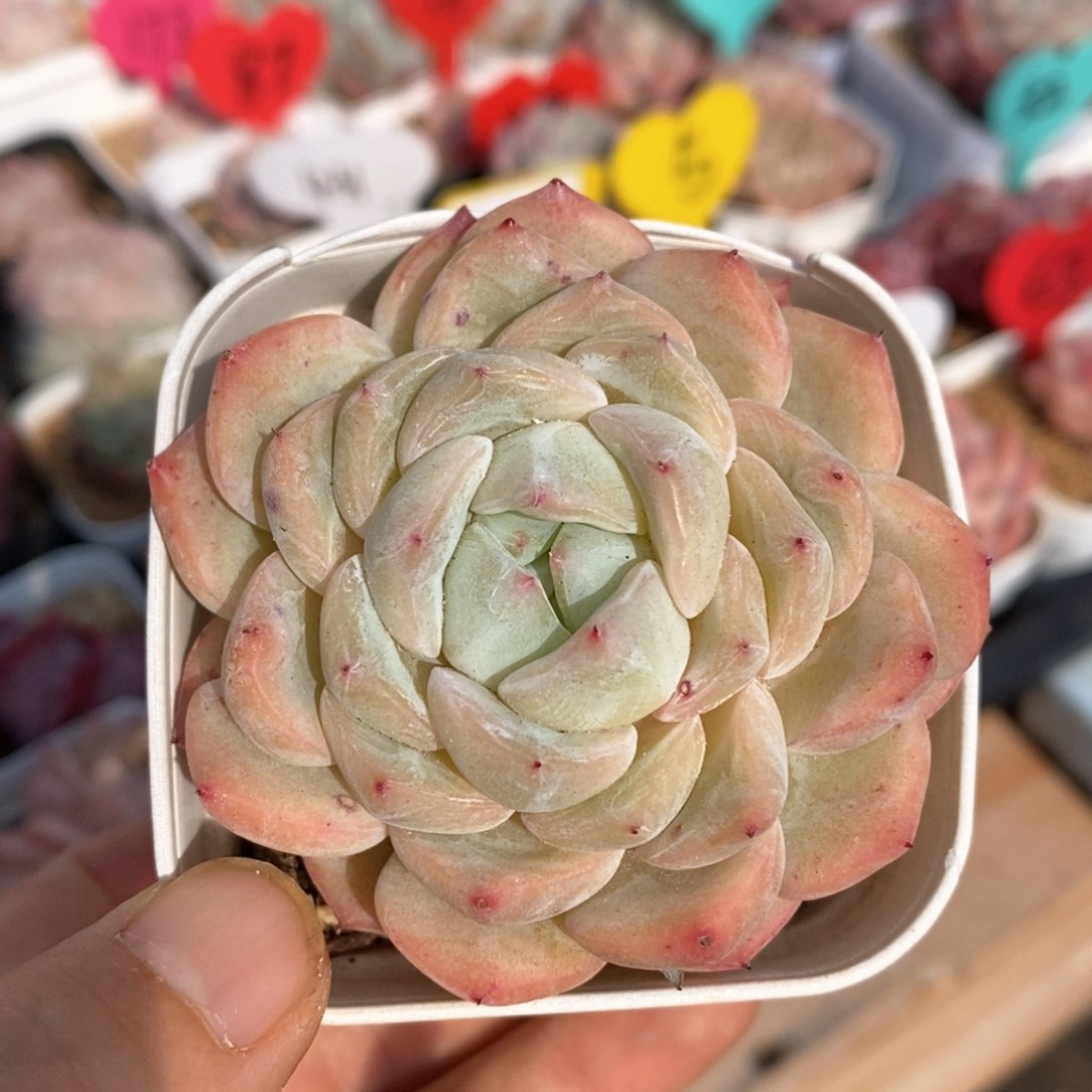 精品多肉一物一拍不包整32