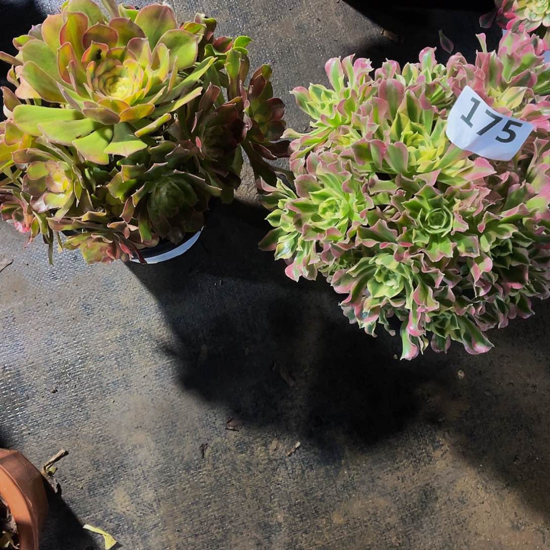 雨花石白风175红秀175