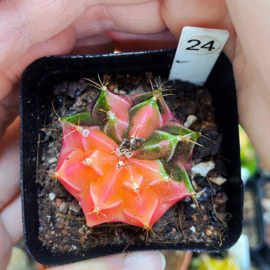 非偏远地区满25包邮仙人球