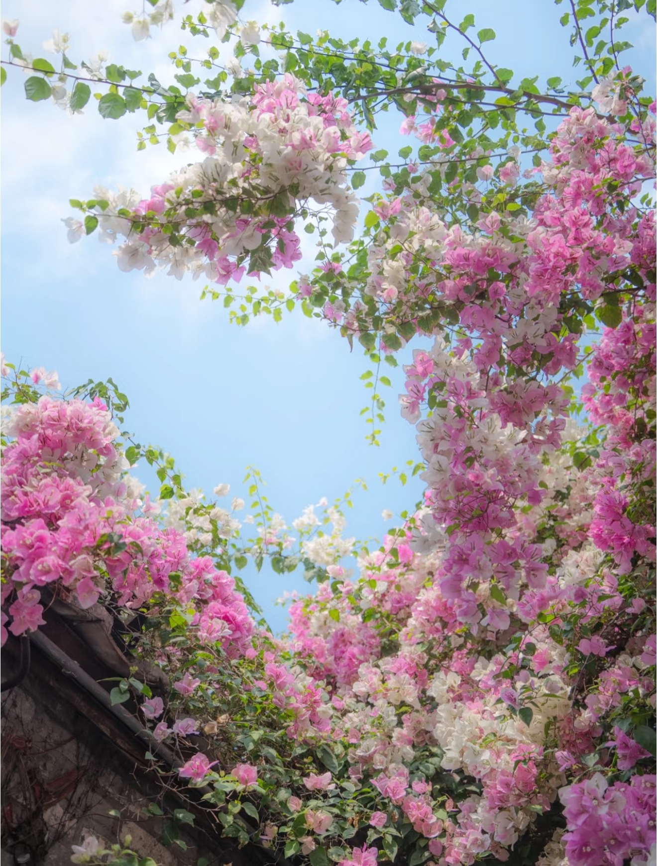 【花财三角梅绿植基地】一物一拍精品勤花盆栽阳台大棵红花植物凤冠