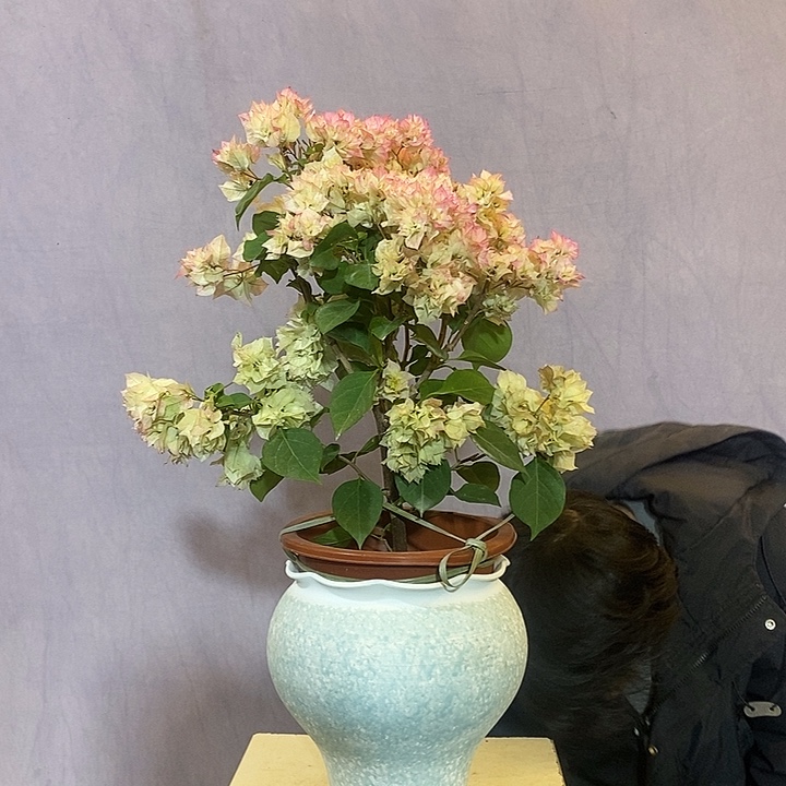 大量花朵（建议范围：8朵-15朵 或40%以上）重瓣怡景