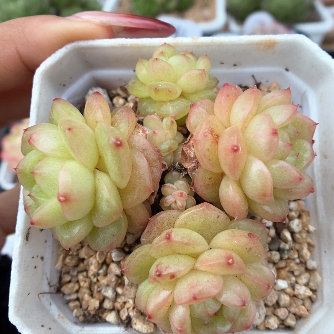 灯泡珍妮群生可拍565号。