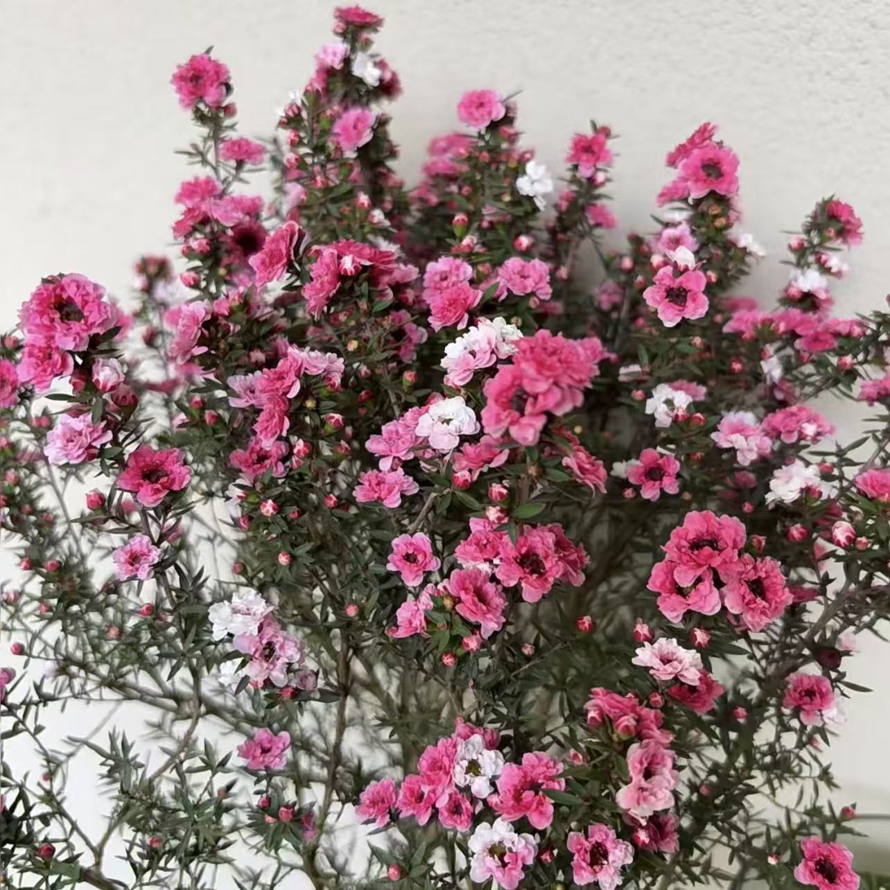 松雪梅盆栽爆花强耐热耐晒花卉庭院阳台新手易养护