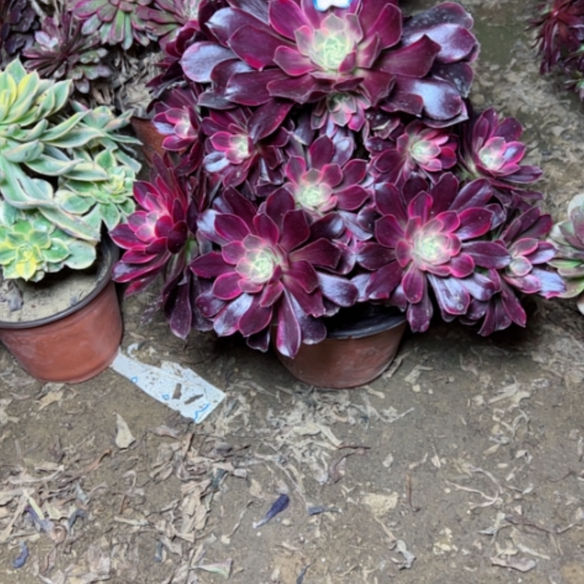 【闪购商品】多肉植物金丝却73
