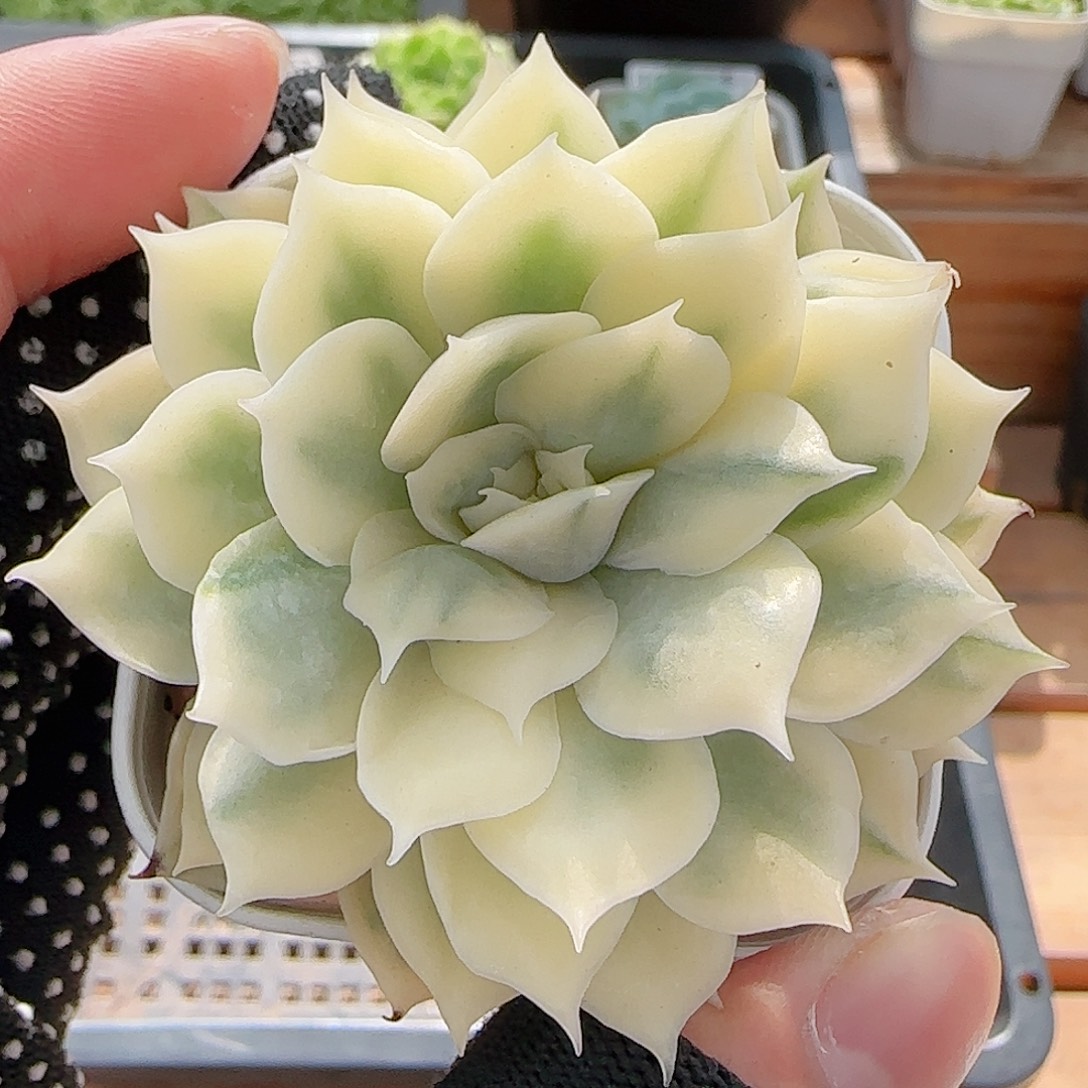 多肉0810-111昂斯诺锦