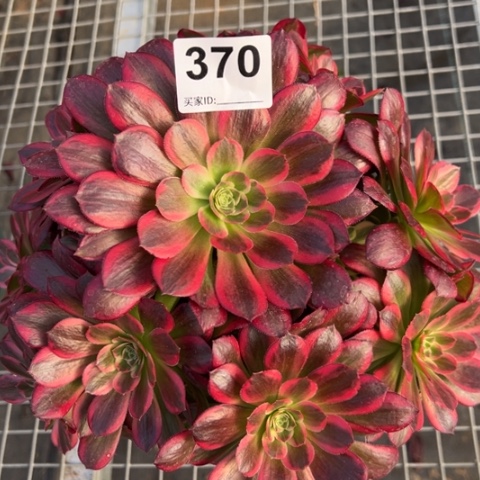 370安娜23厘米左右